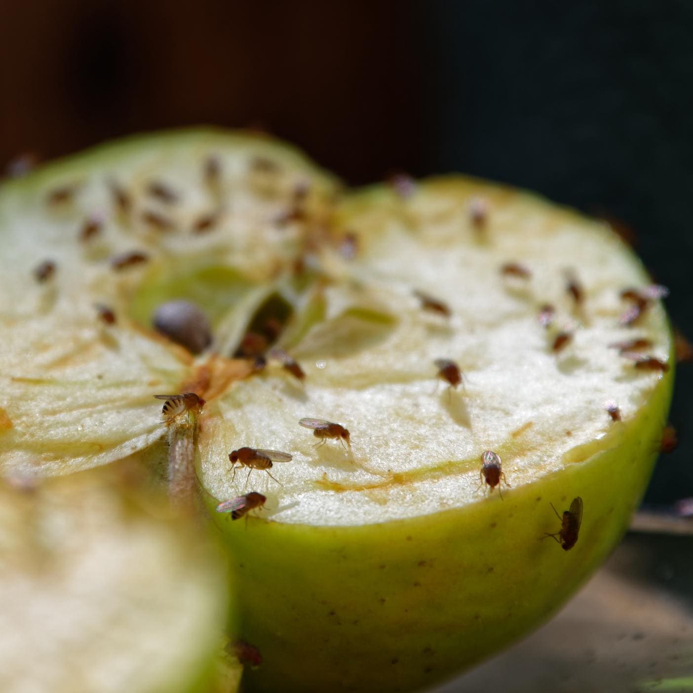 How to Beat Fruit Flies Once and for All